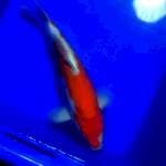 Kohaku doit 33 cm BU,