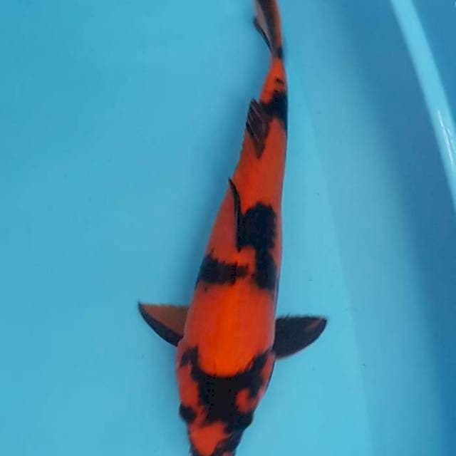 Hiutauri 42 cm jantan