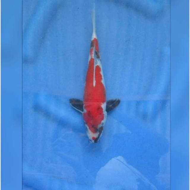 RED SHOWA SUPER