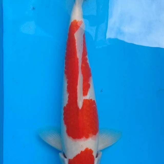 KOHAKU