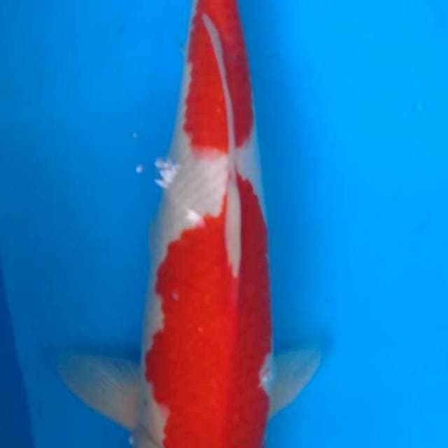 KOHAKU 