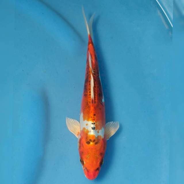 Beni Kiko Import non serti
