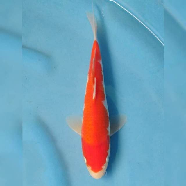 Omoyo Kohaku Import non serti