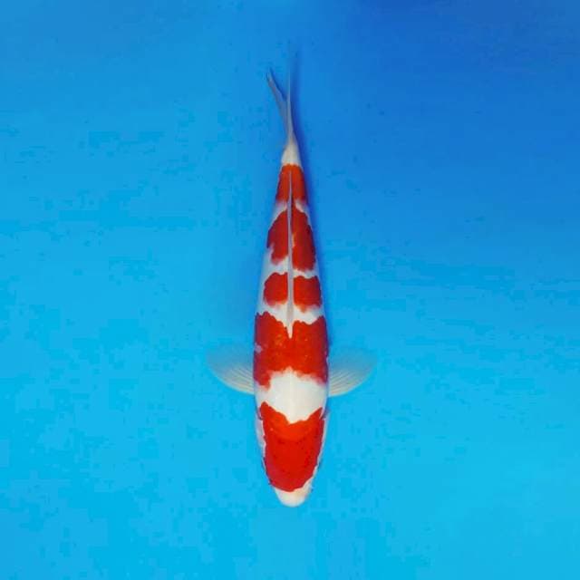 MATSURI 3 - KOHAKU 5 STEPS ®