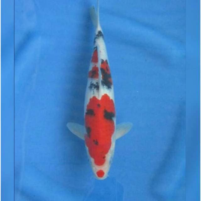 Sq Super Red Sanke 29cm Male 