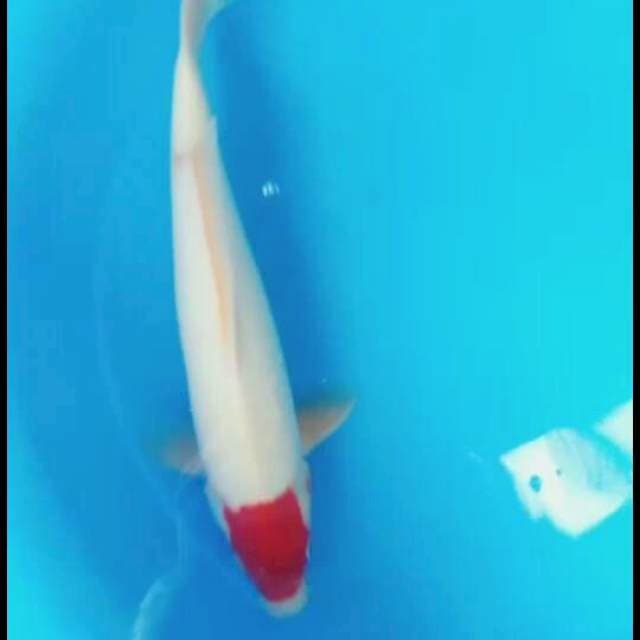Tancho kohaku ori 37 bu