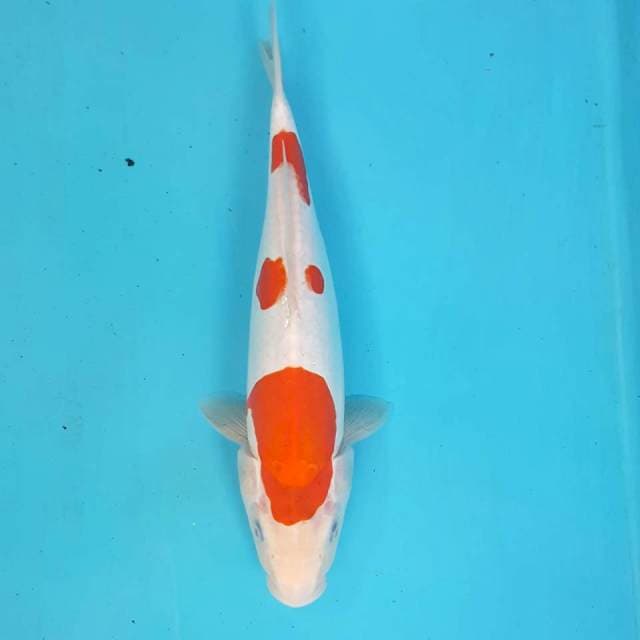 Kohaku Doitsu Murni 33cm