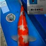 Showa 70cm import