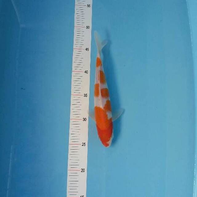 Kohaku 4 step