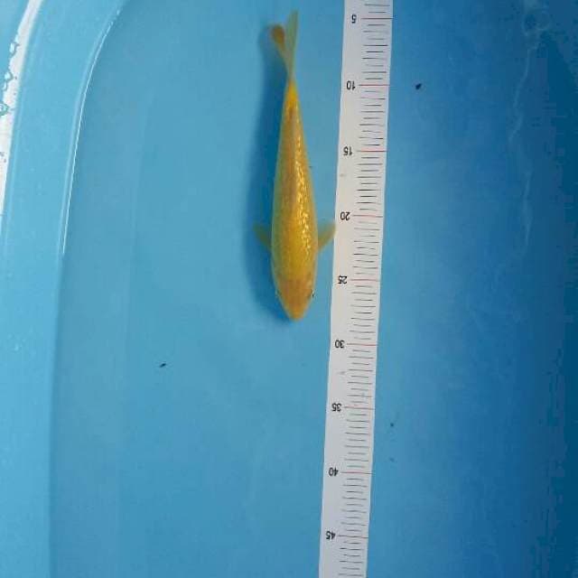 Lemon Ginrin