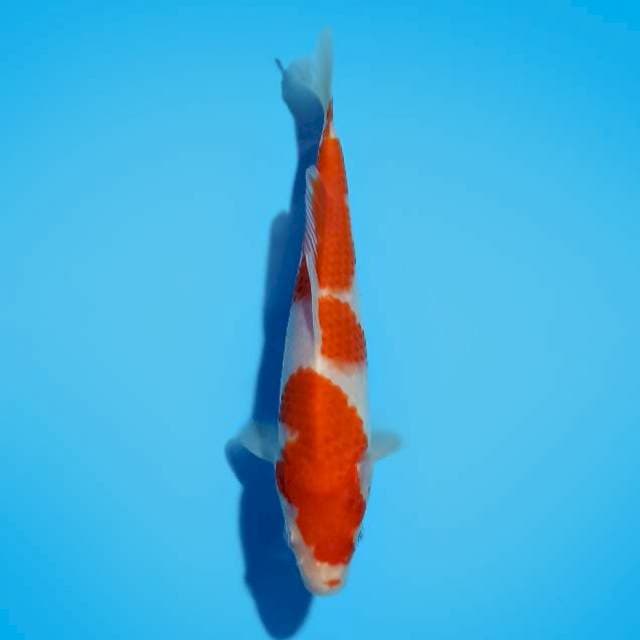 KOHAKU 19 CM