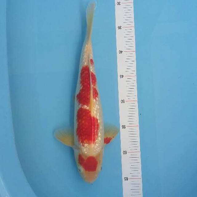 Ginrin Kohaku