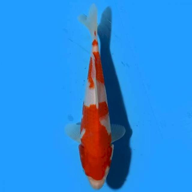 KOHAKU SANDAN 21 CM