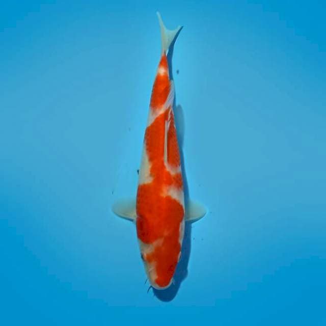KOHAKU 22 CM