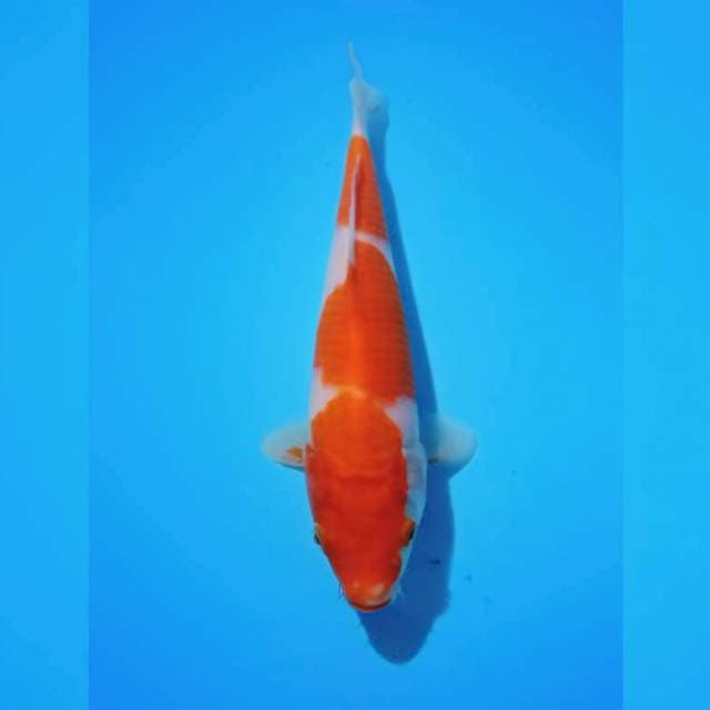 KOHAKU 21 CM