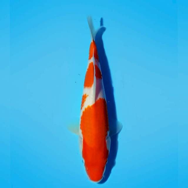 KOHAKU 4 STEP 26 CM