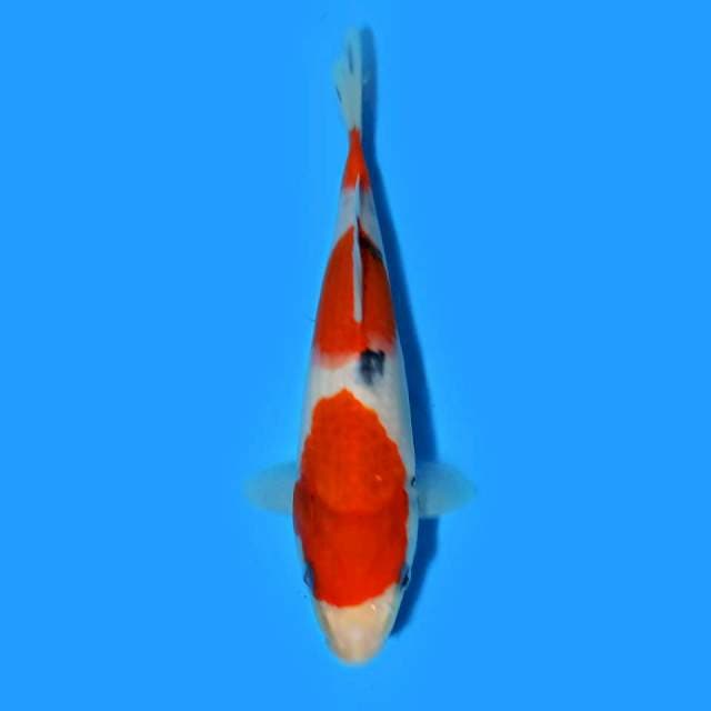 Sanke 3 step 21 cm