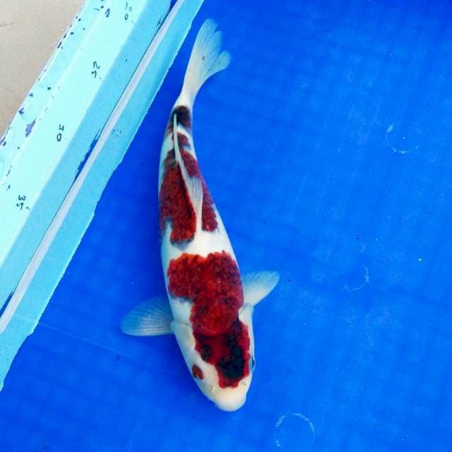 KOROMO BULKY (otafuku) 30cm