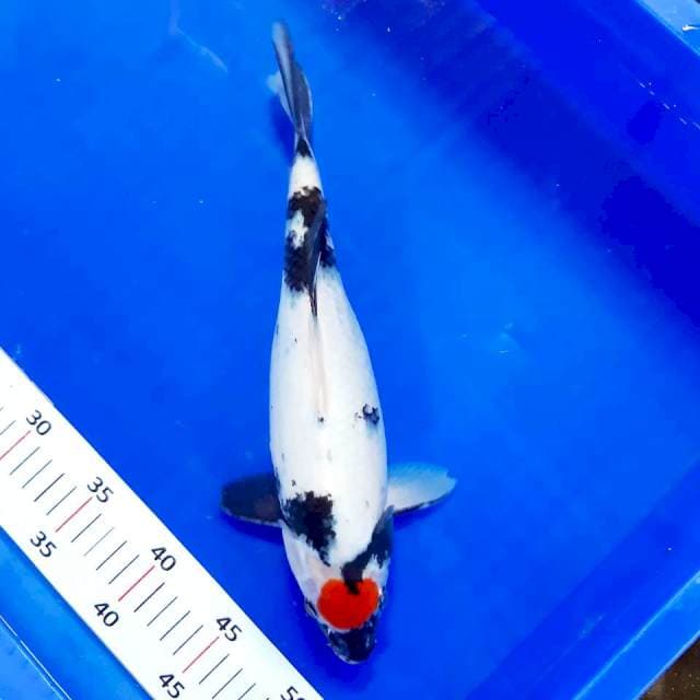 Tancho showa 33 cm