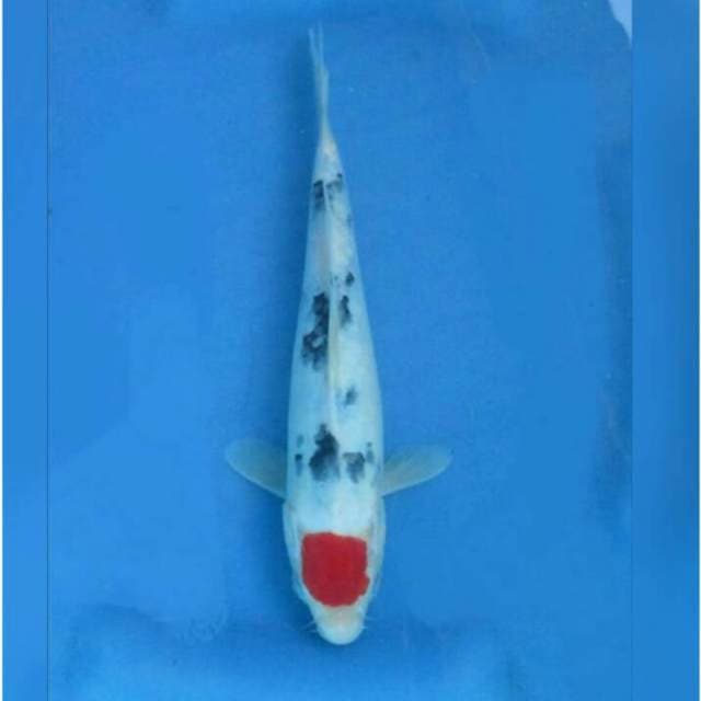 Red Taisho Sanke Prospek 23cm