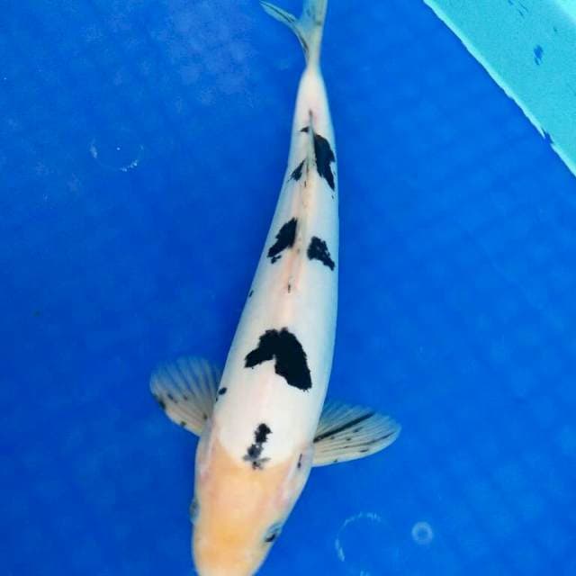 Male doitsu bekko 30cm