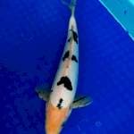 Male doitsu bekko 30cm