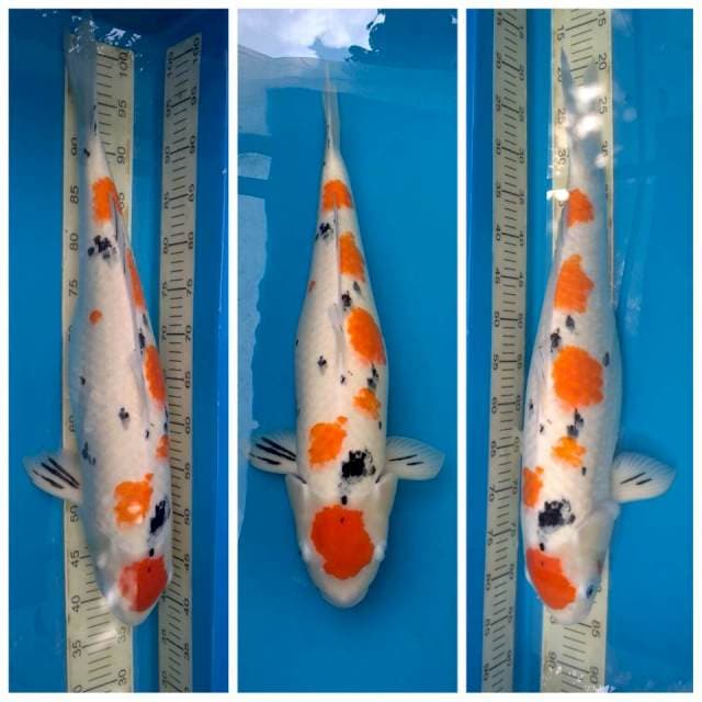 Jumbo 65cm