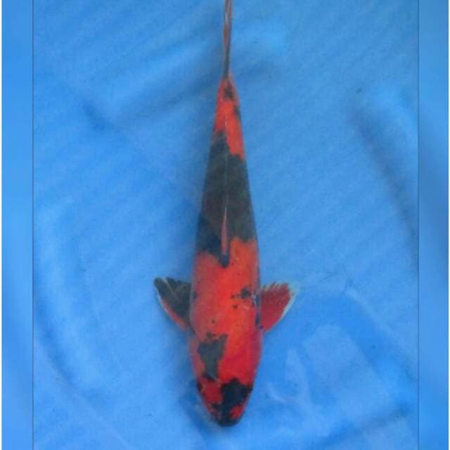Hi Utsuri Super Prospek 33cm Male