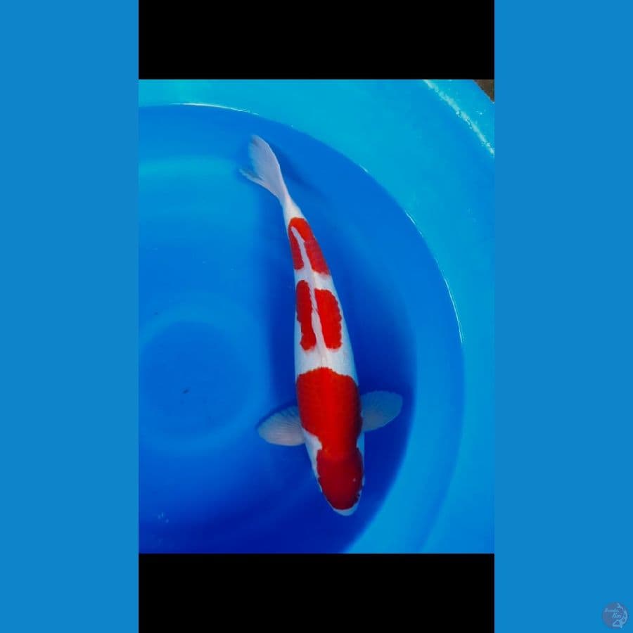 Kohaku HQ