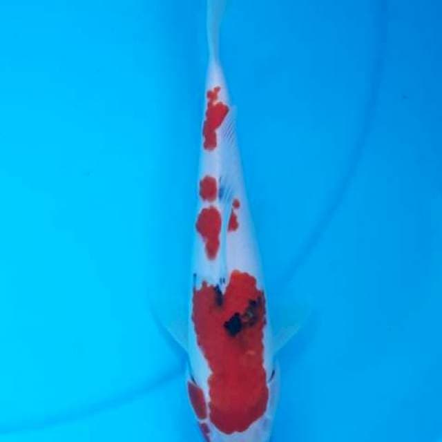 Sanke 28cm