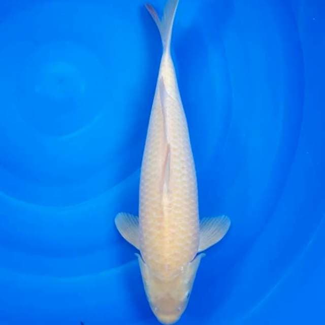 Karasi jantan 43cm