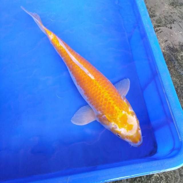 Hariwake 42cm