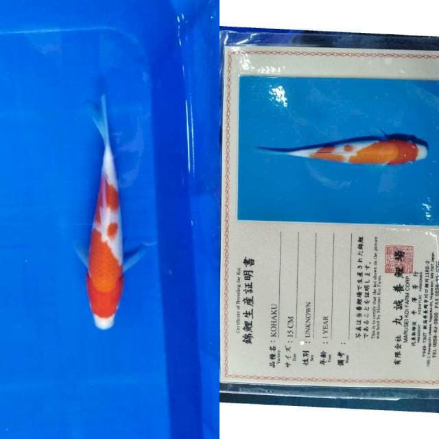 Kohaku marusei
