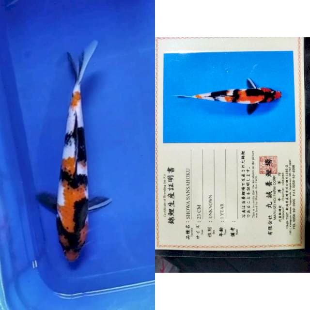 Showa marusei