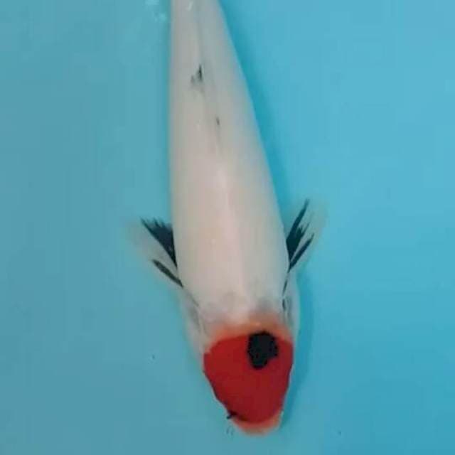 Tancho showa 35 cm