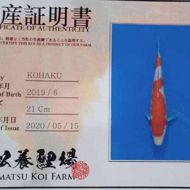 Kohaku sakai yamamatsu 
