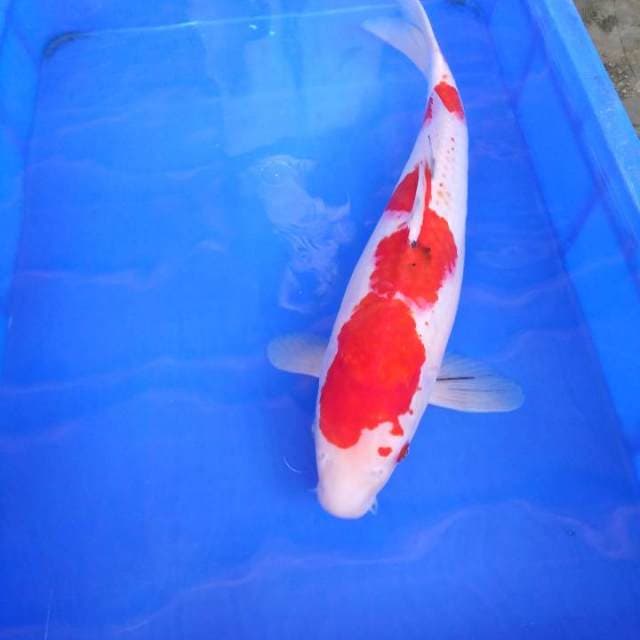Sanke 43cm