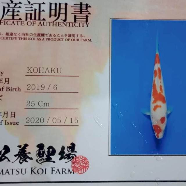 Kohaku import yamamatsu farm