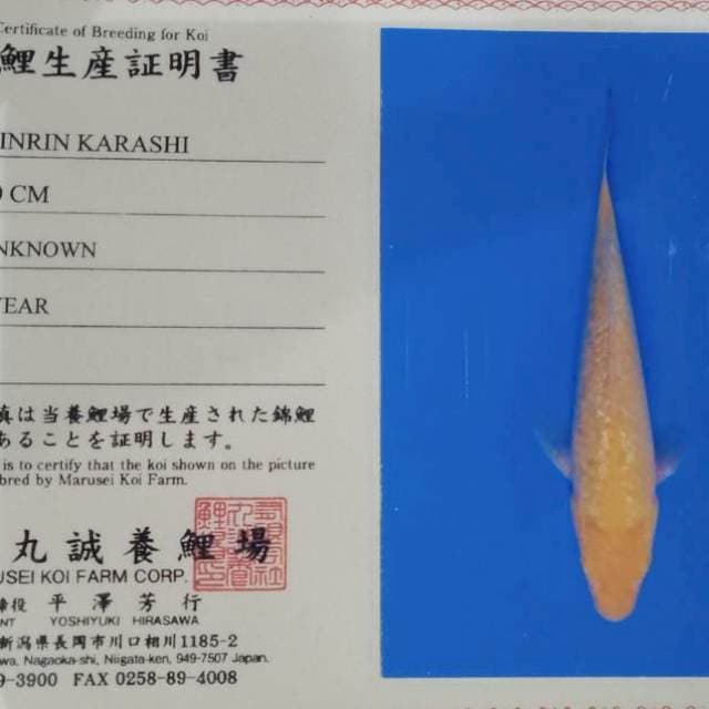 Ginrin Karashi mata merah