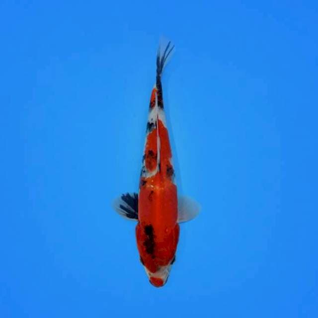 Showa Kuchibeni 26 cm