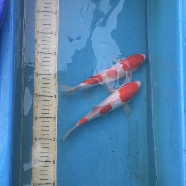 Kohaku doitsu 2 ekor