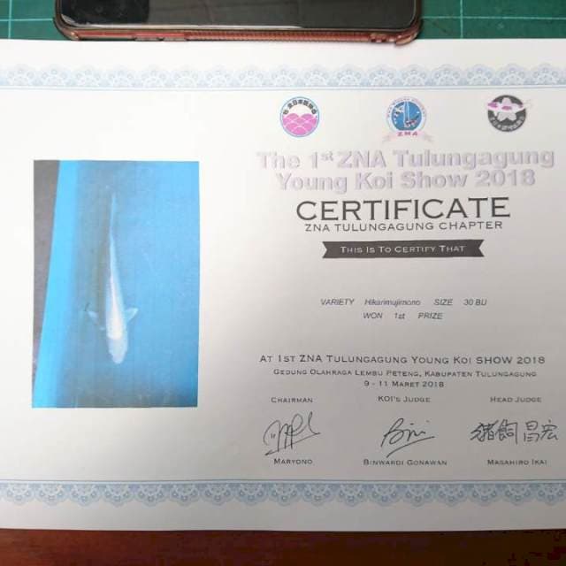 platinum serti kontes 43 cm