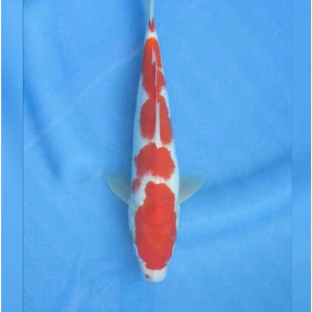 Red Kohaku Original 23cm Male 