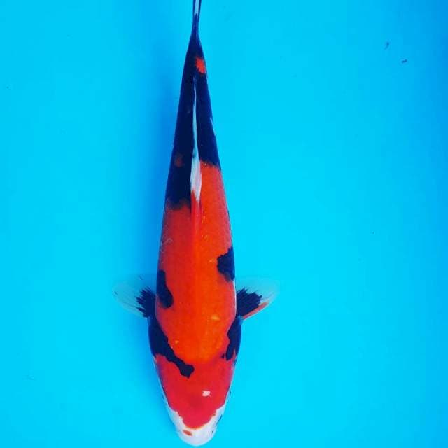 SHOWA 31CM