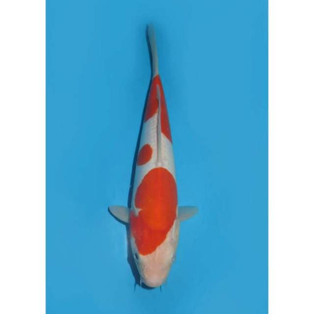 Kohaku Doitsu Murni - 25cm Male