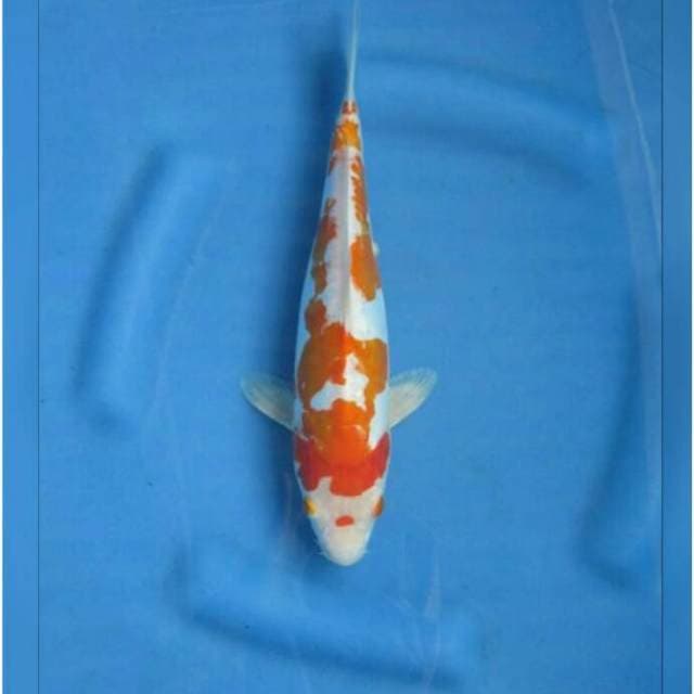 Hariwake Doitsu Pola Antik 29cm 