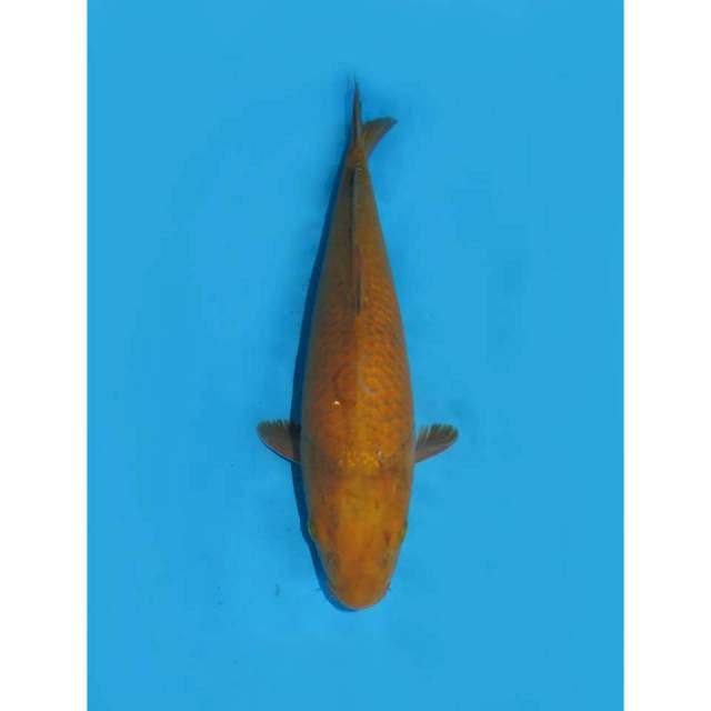 Jumbo Chagoi - 39cm Female