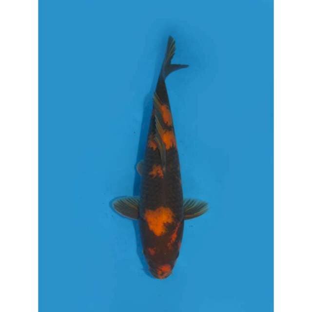 Hi Utsuri - 35cm Male