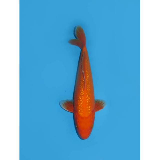 Aka Hajiro Ginrin - 31cm Male