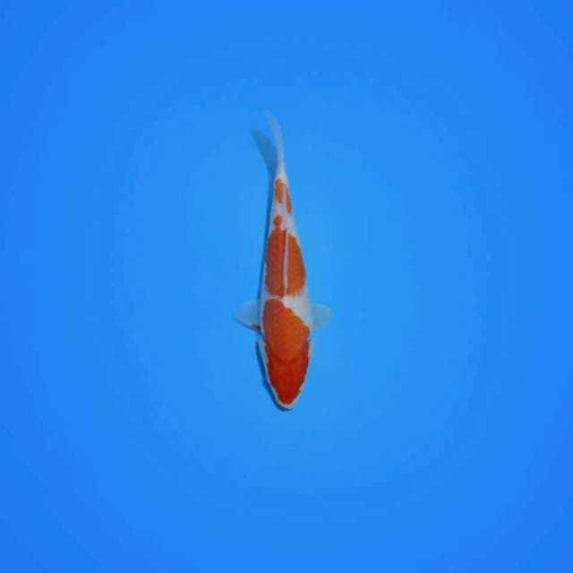 Kohaku 23cm
